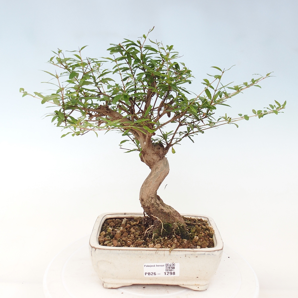 Szobai bonsai-PUNICA granatum nana-gránátalma