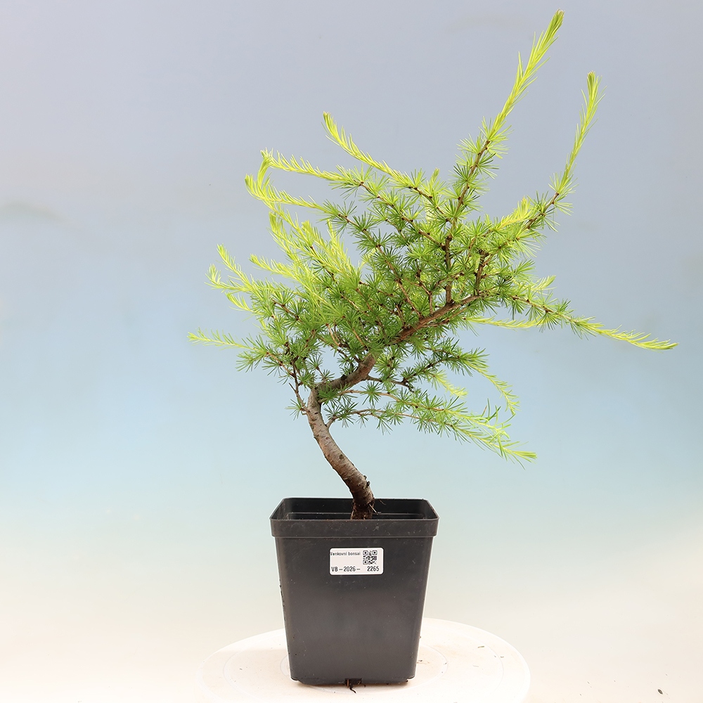 Kültéri bonsai - Larix decidua - vörösfenyő