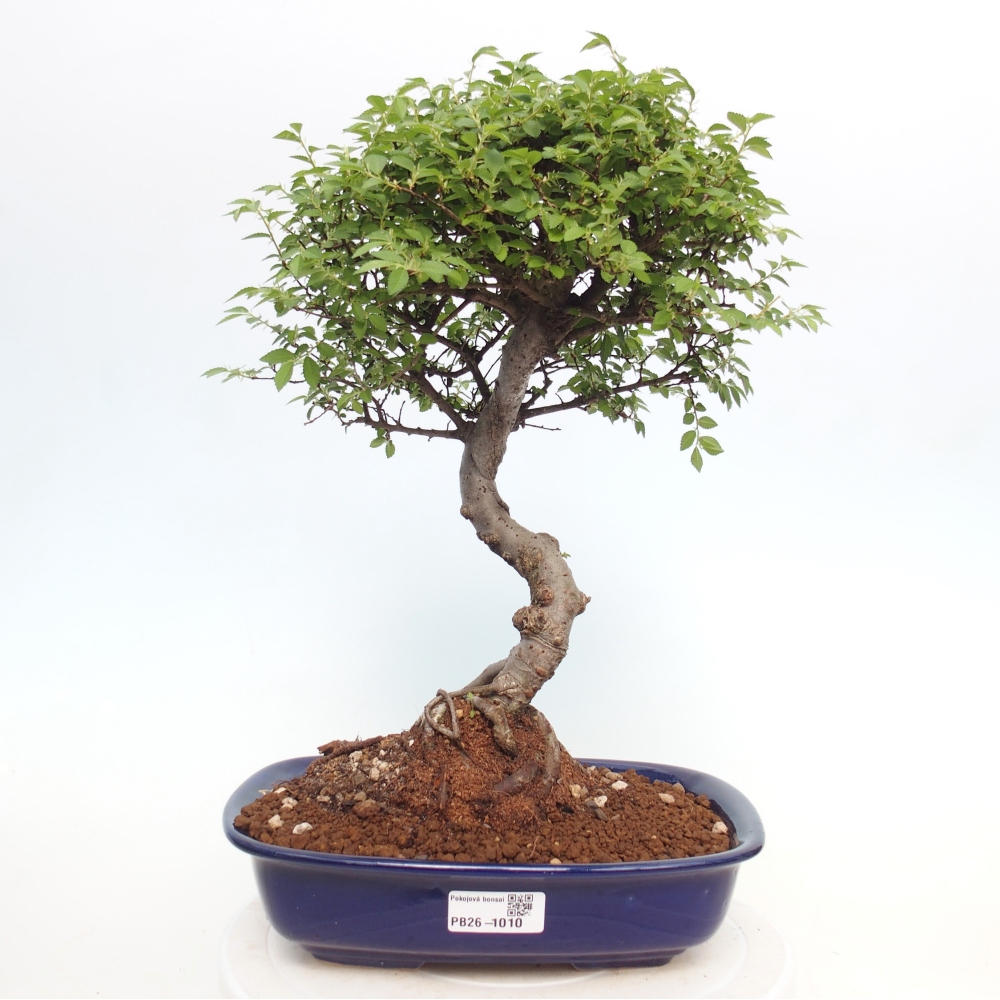 Szobai bonsai - Ulmus parvifolia - Kislevelű szilfa