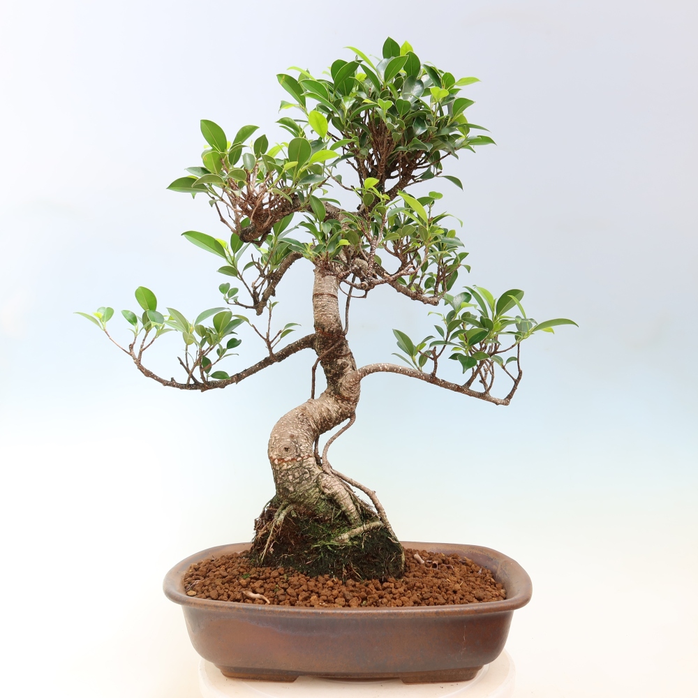 Szobai bonsai - Ficus kimmen - kislevelű fikusz