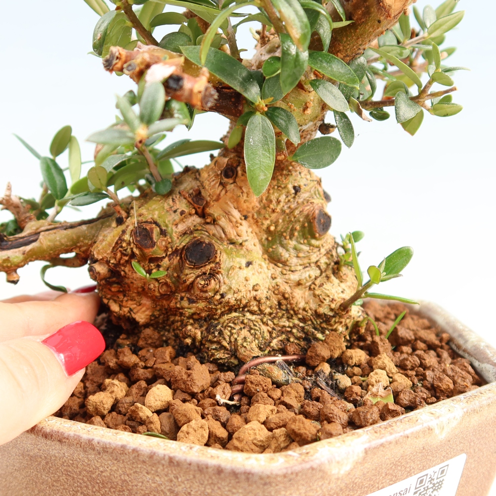 Beltéri bonsai - Olea europaea sylvestris
