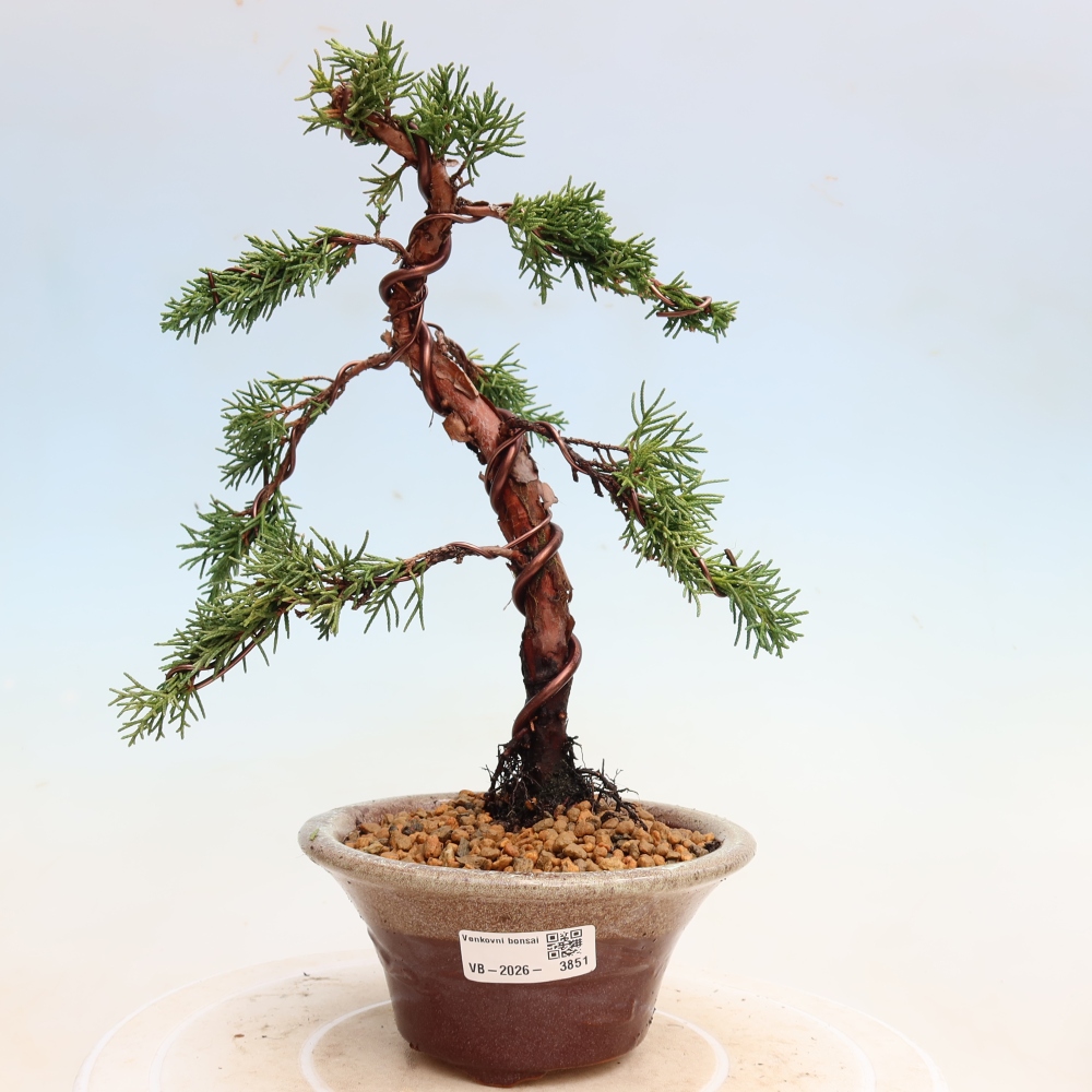 Kültéri bonsai - Juniperus chinensis Kishu
