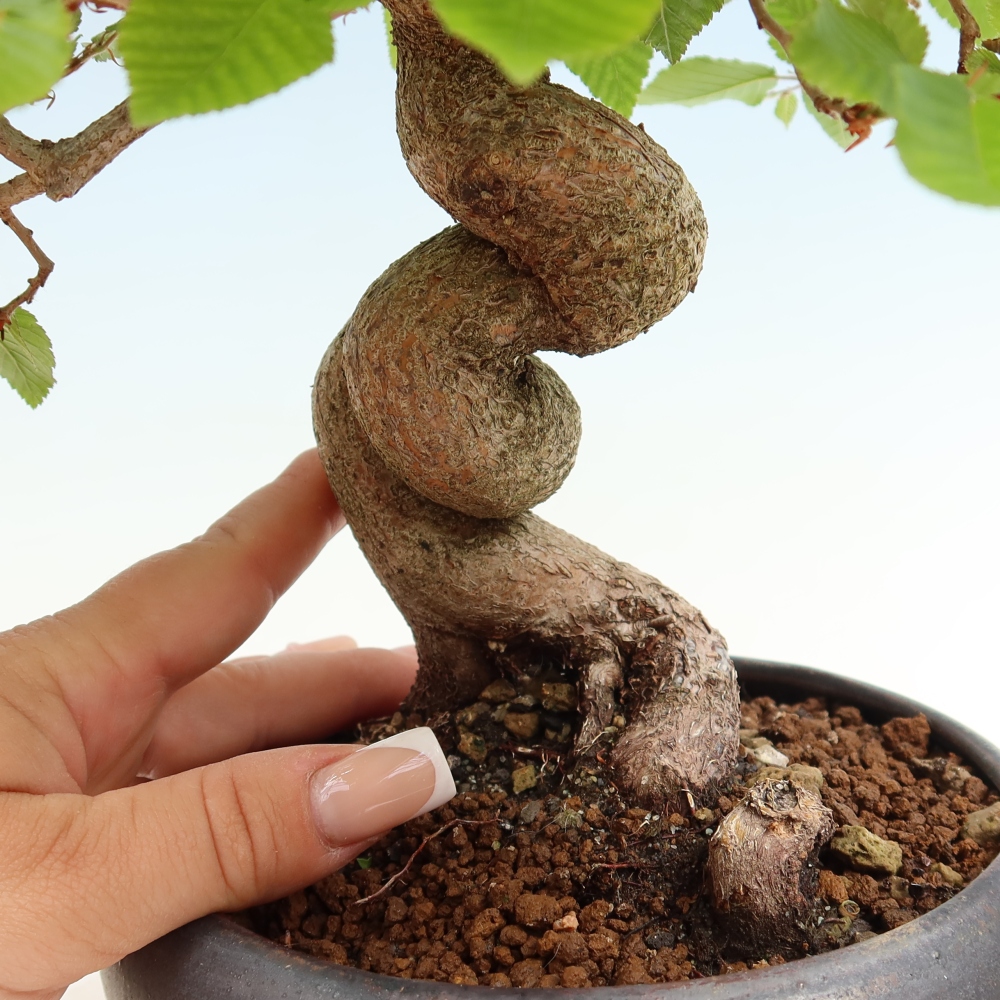 Kültéri bonsai -Carpinus Coreana - Koreai gyertyánfa