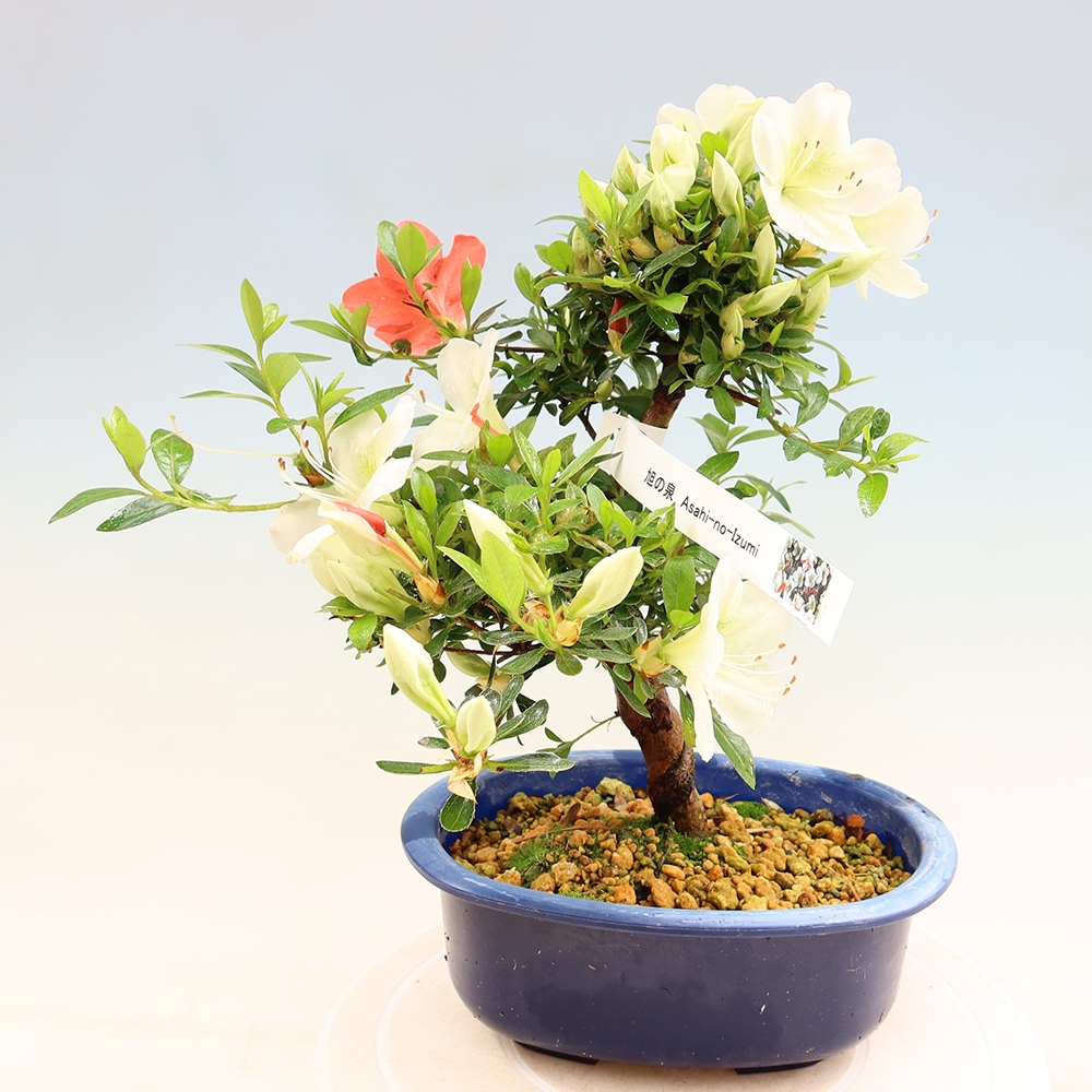 Kültéri bonsai - Japán azálea - Azálea Asahi-no-izumi