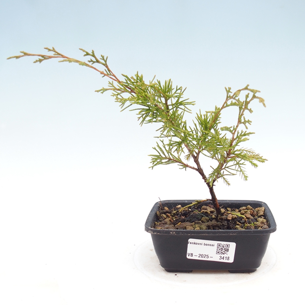 Kültéri bonsai - Juniperus chinensis Itoigawa