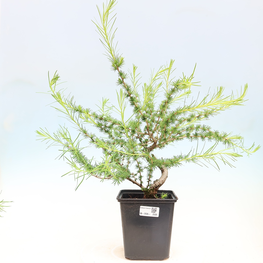 Kültéri bonsai - Larix decidua - vörösfenyő