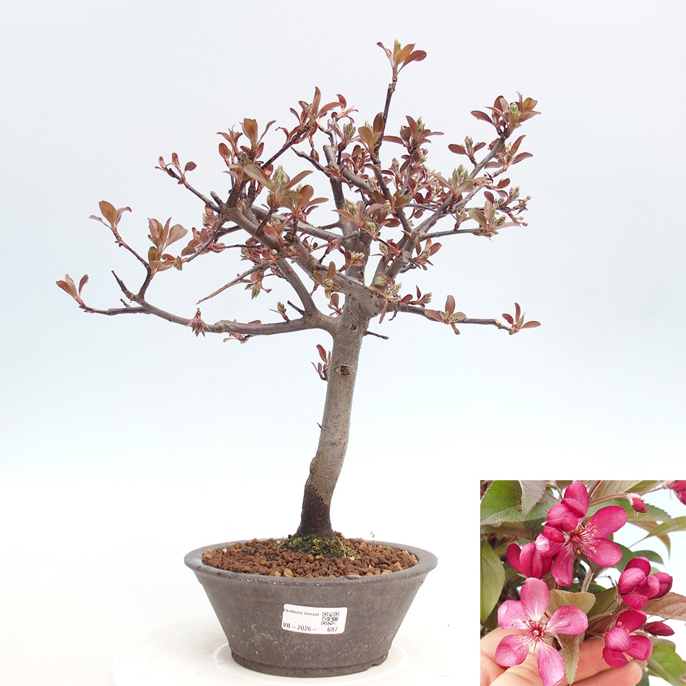 Kültéri bonsai -Malus domestica - Kis gyümölcsű piros levelű almafa