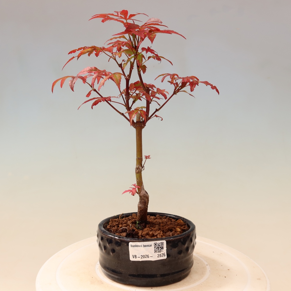 Kültéri bonsai - Acer pálma. Atropurpureum-Javor palmate
