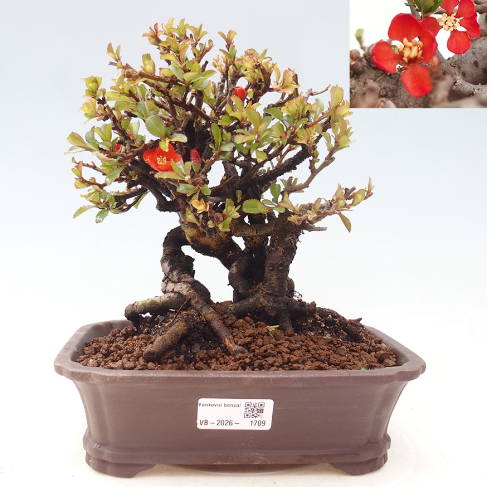 Kültéri bonsai - Chaneomeles speciosa - birs