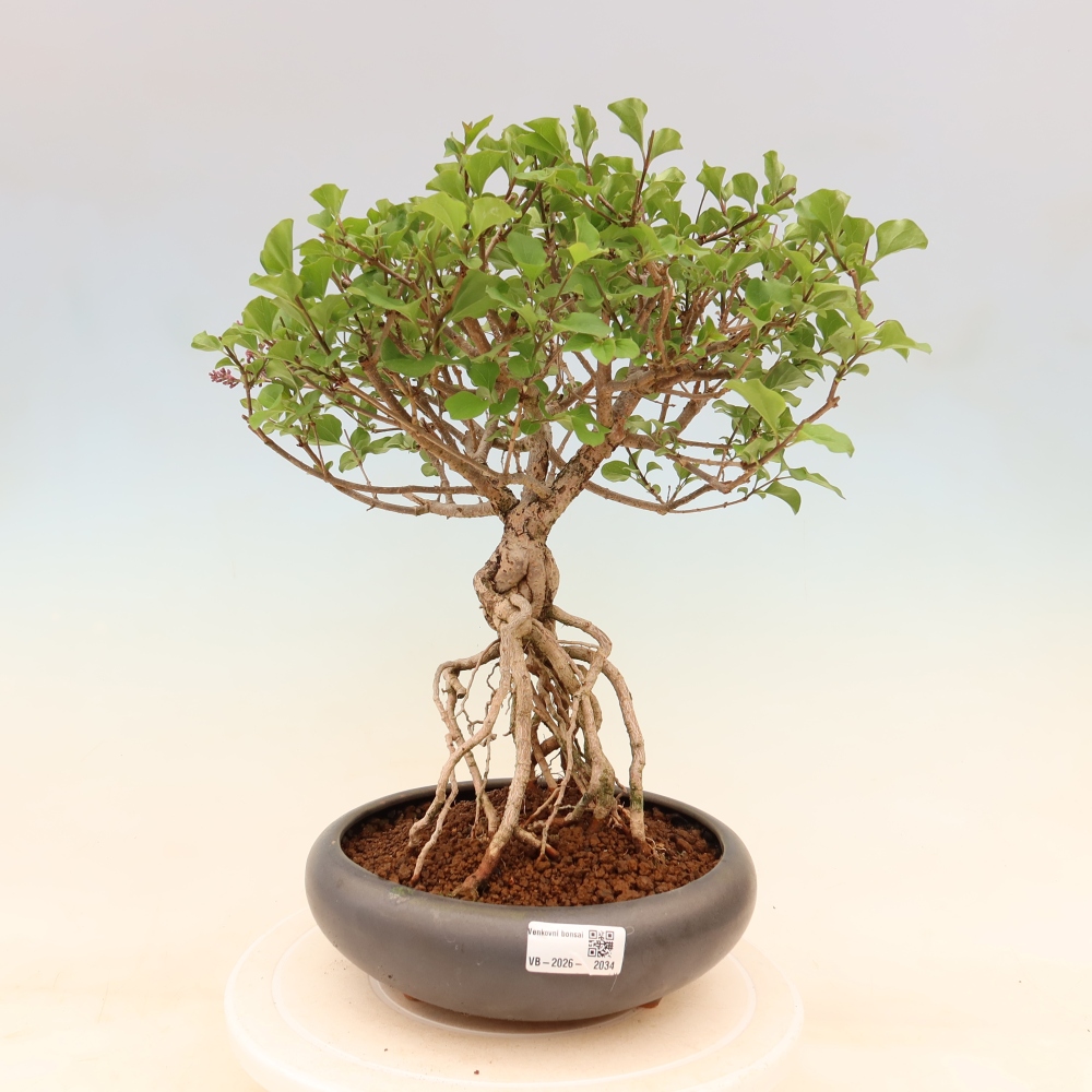 Kültéri bonsai - Syringa microphylla - kisvirágú lila