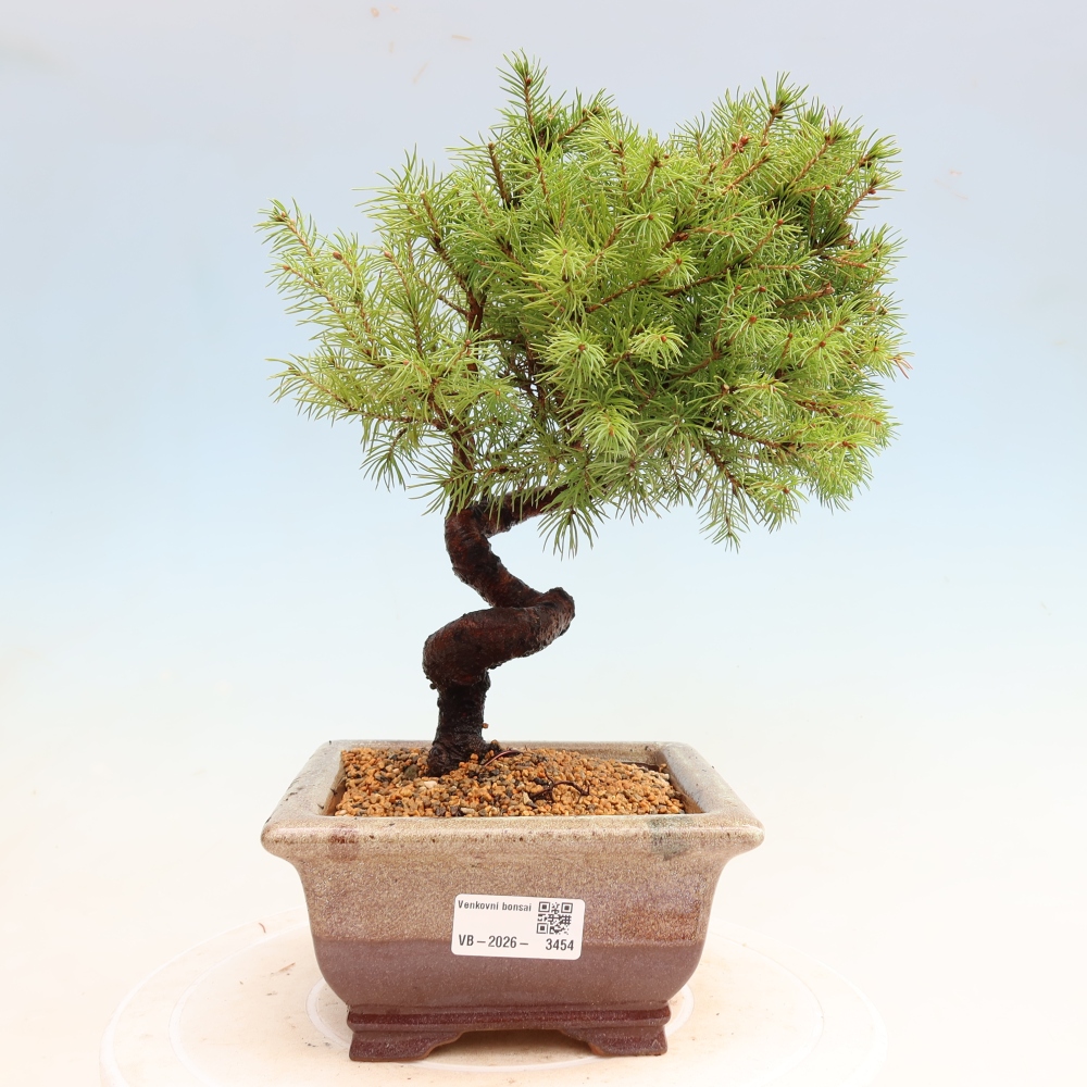 Kültéri bonsai – Szürke lucfenyő – Picea glauca globe