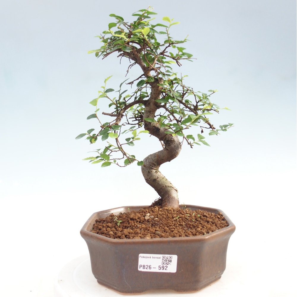 Szobai bonsai - Ulmus parvifolia - Kislevelű szilfa
