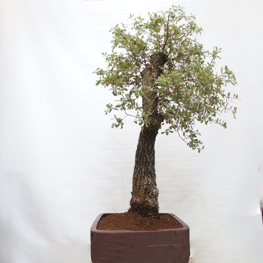 Yamadori - Quercus Ilex - Tölgy magyal