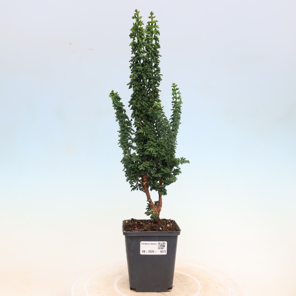 Kültéri bonsai - Cham. obtusa SEKKA HINOKI - Cifra ciprus