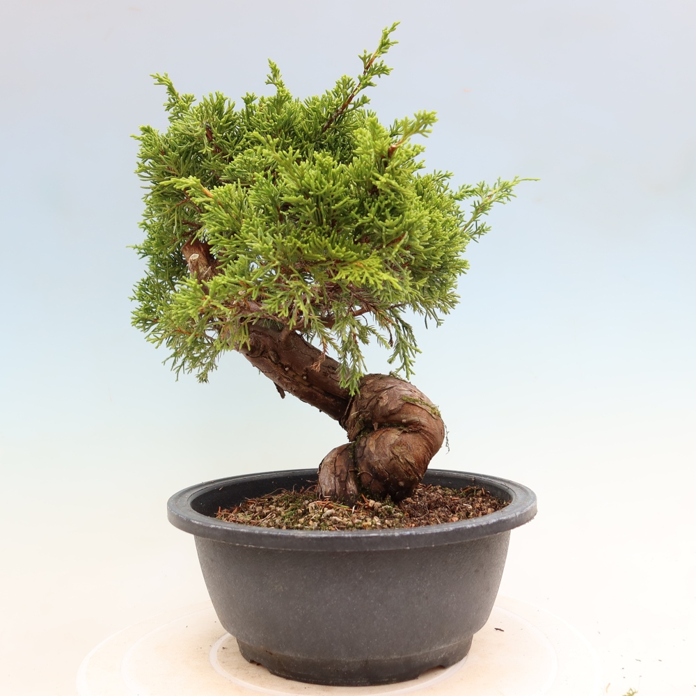 Kültéri bonsai - Juniperus chinensis Itoigawa-Juniperus chinensis