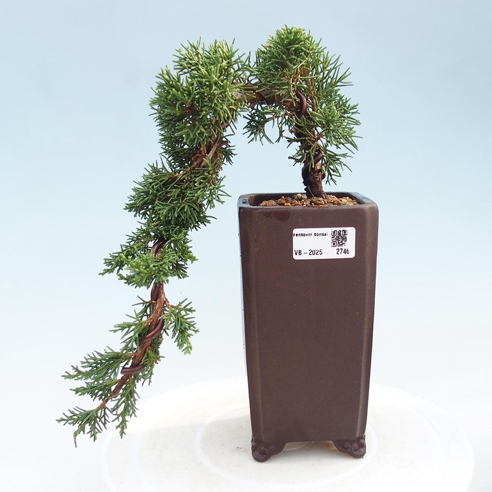 Kültéri bonsai - Juniperus chinensis Kishu