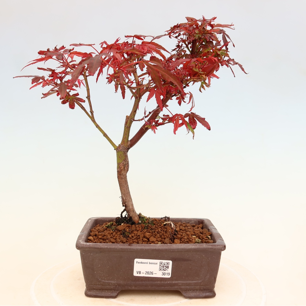 Kültéri bonsai – tenyérlevelű juhar – Acer palmatum Berry Broom 