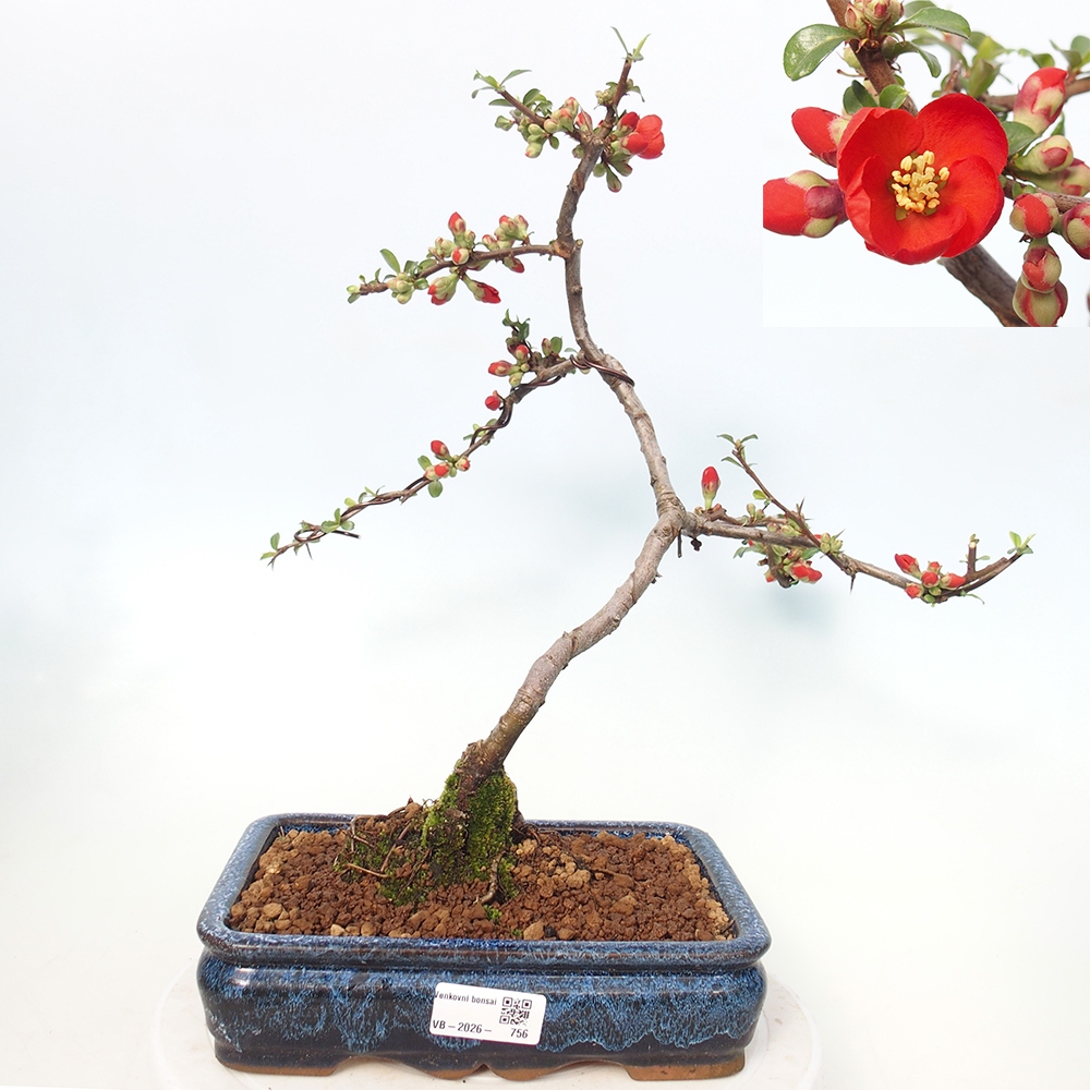 Kültéri bonsai - Chaneomeles sup. Nicoline - birs