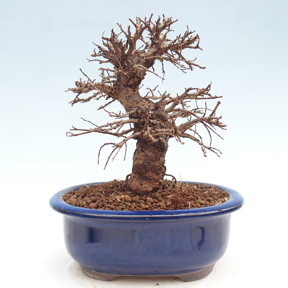 Kültéri bonsai - Zelkova - Zelkova NIRE