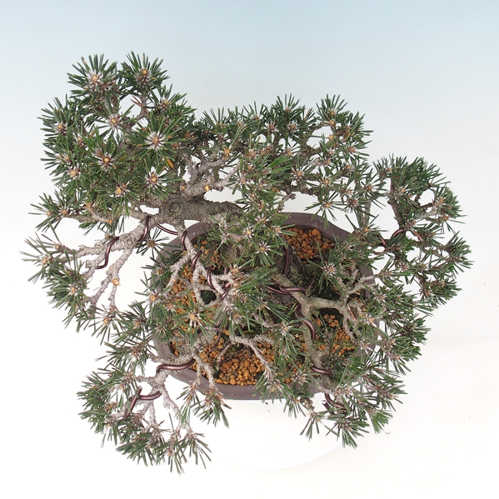 Kültéri bonsai - Pinus thunbergii Kotobuki - Thunberg fenyő