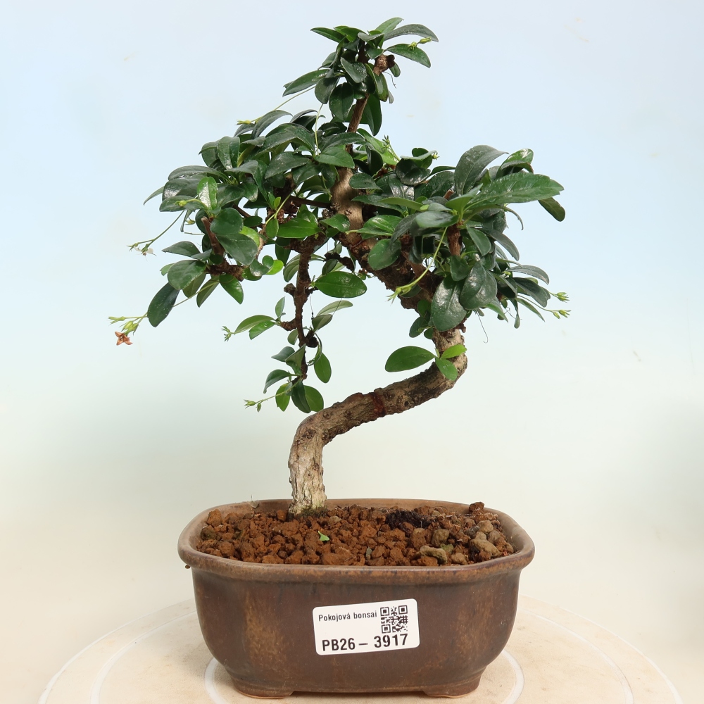Szobai bonsai - Carmona macrophylla - Tea fuki