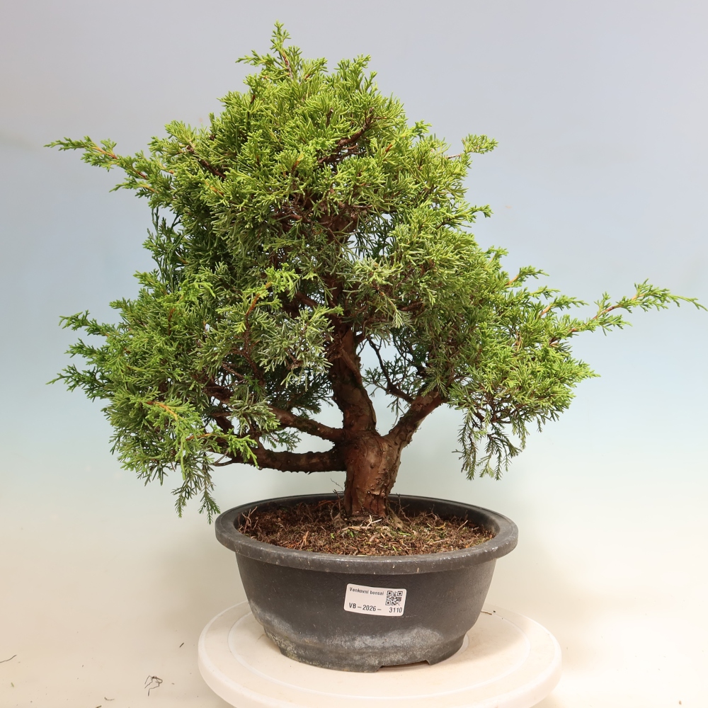 Kültéri bonsai - Juniperus chinensis Itoigawa-Juniperus chinensis