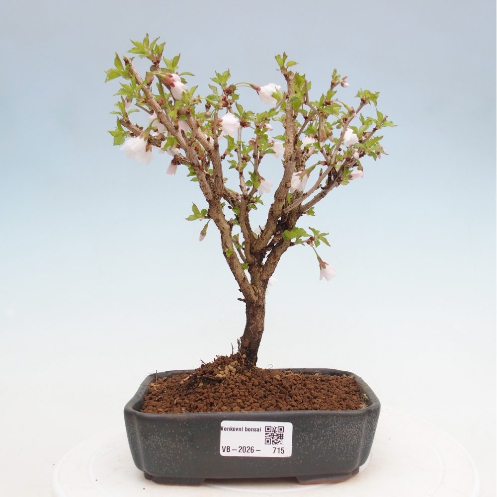 Kültéri bonsai - Prunus incisa Kojou-no mai-Plivon kivágva