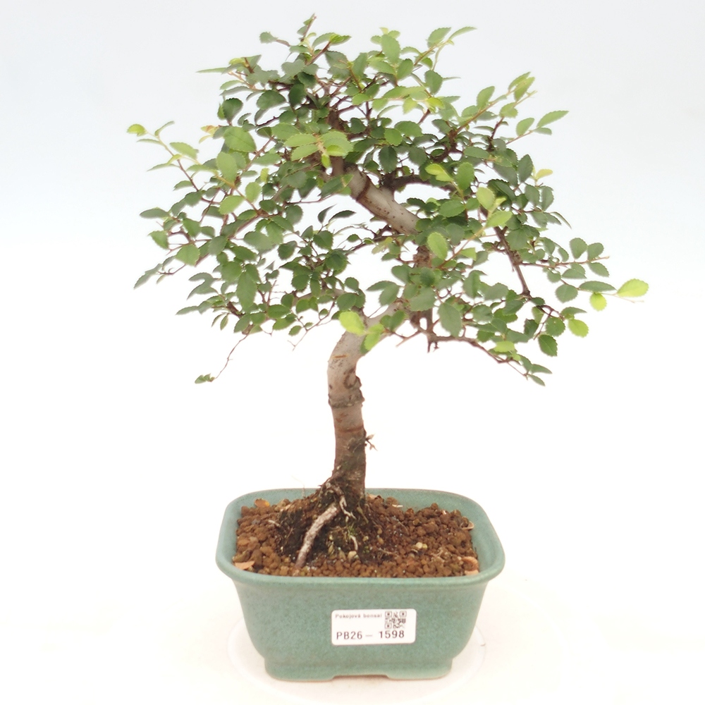Szobai bonsai - Ulmus parvifolia - Kislevelű szilfa