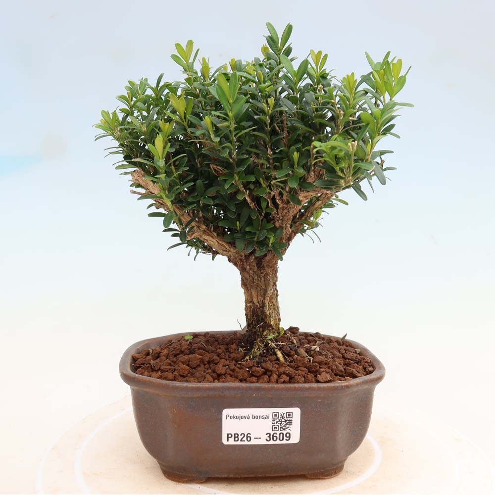 Szobai bonsai - Buxus harlandii - parafa buxus