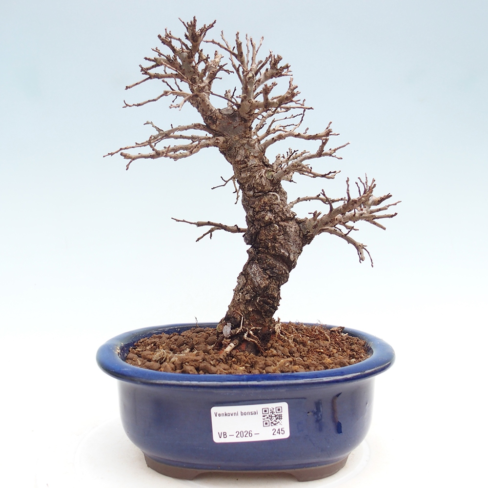 Kültéri bonsai - Zelkova - Zelkova NIRE