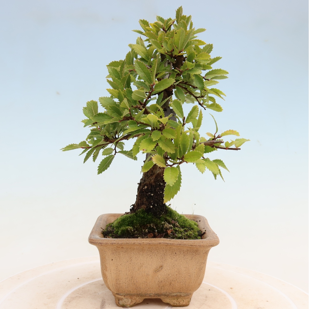 Kültéri bonsai - Zelkova - Zelkova NIRE