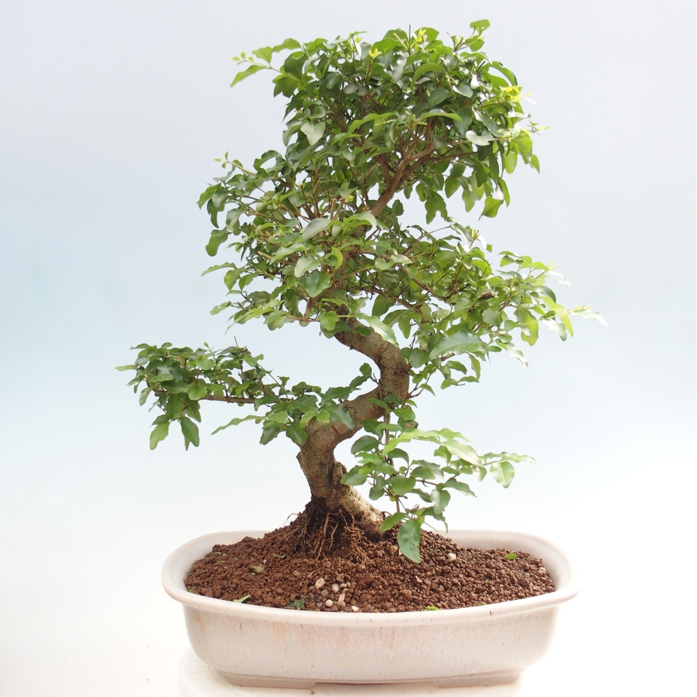 Szobai bonsai -Ligustrum chinensis - Madárcsőr