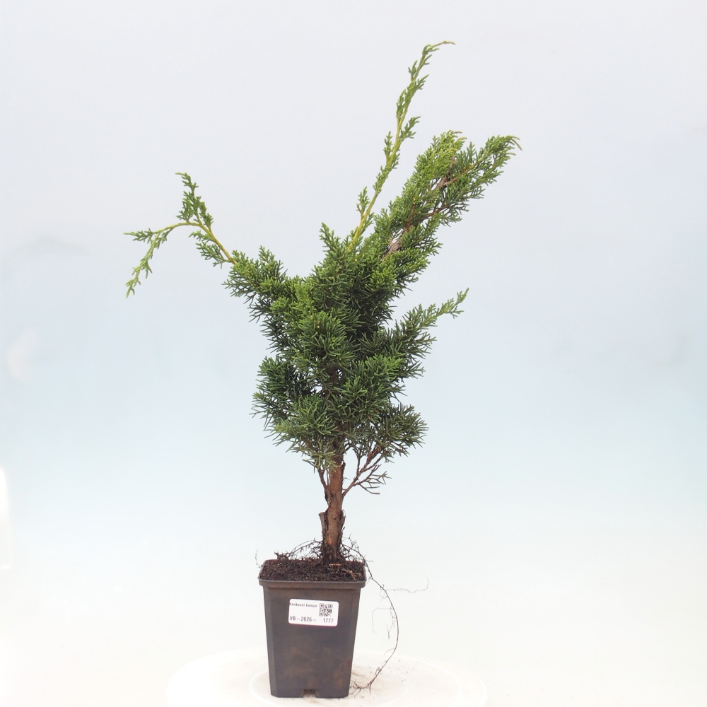 Kültéri bonsai - Juniperus chinensis Kishu