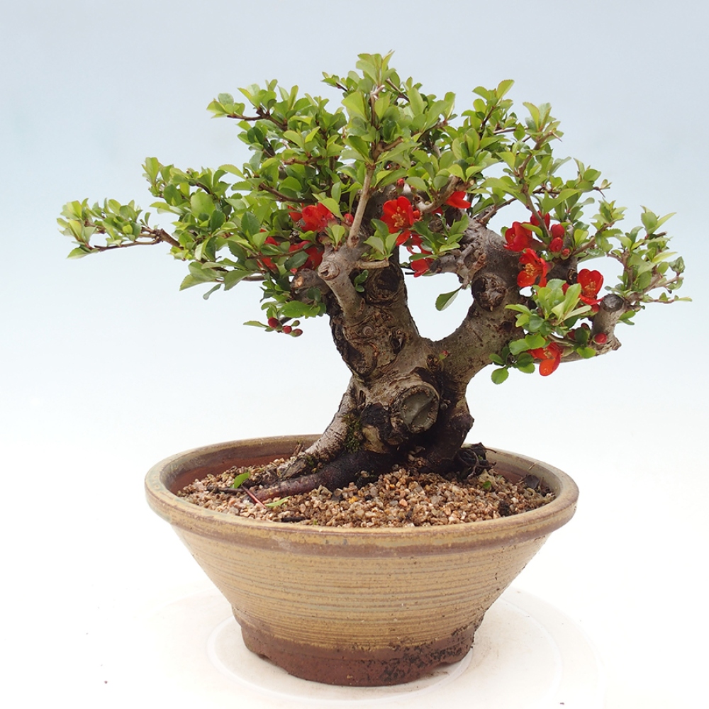 Kültéri bonsai - Chaneomeles speciosa - birs