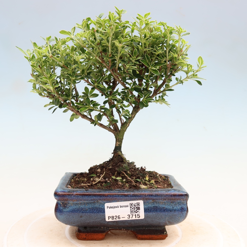 Szobai bonsai - Serissa foetida Variegata - Az ezer csillag fája
