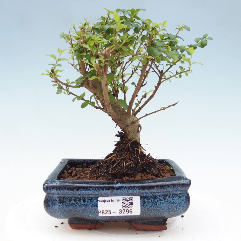 Szobai bonsai -Ligustrum chinensis - Madárcsőr