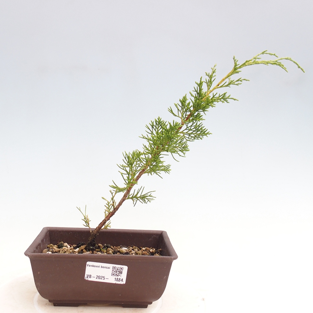 Kültéri bonsai - Juniperus chinensis Itoigawa