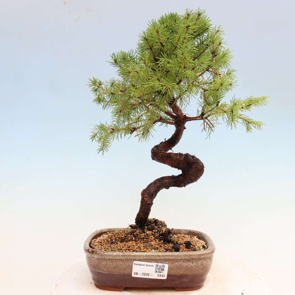 Kültéri bonsai – Szürke lucfenyő – Picea glauca globe