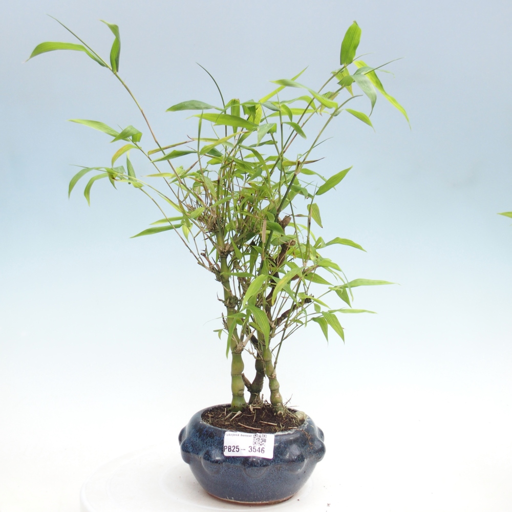 Szoba bonsai - Bambusz budha - Bambusz budha hasa