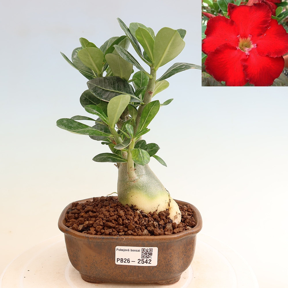 Szobabonsai – Adenium obesum Red Star – Sivatagi rózsa