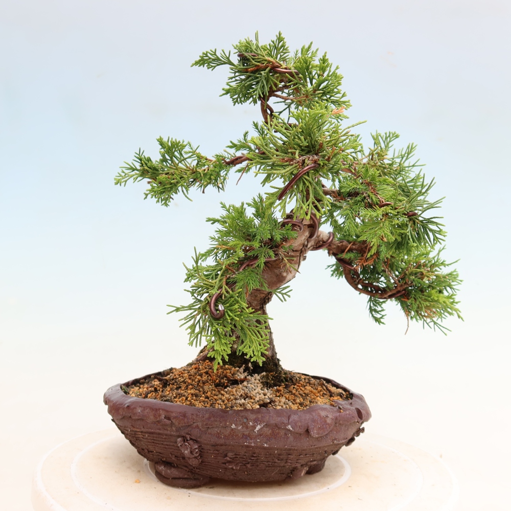 Kültéri bonsai - Juniperus chinensis Itoigawa-Juniperus chinensis