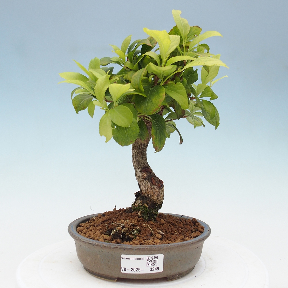 Kültéri bonsai - Celastrus orbiculatus