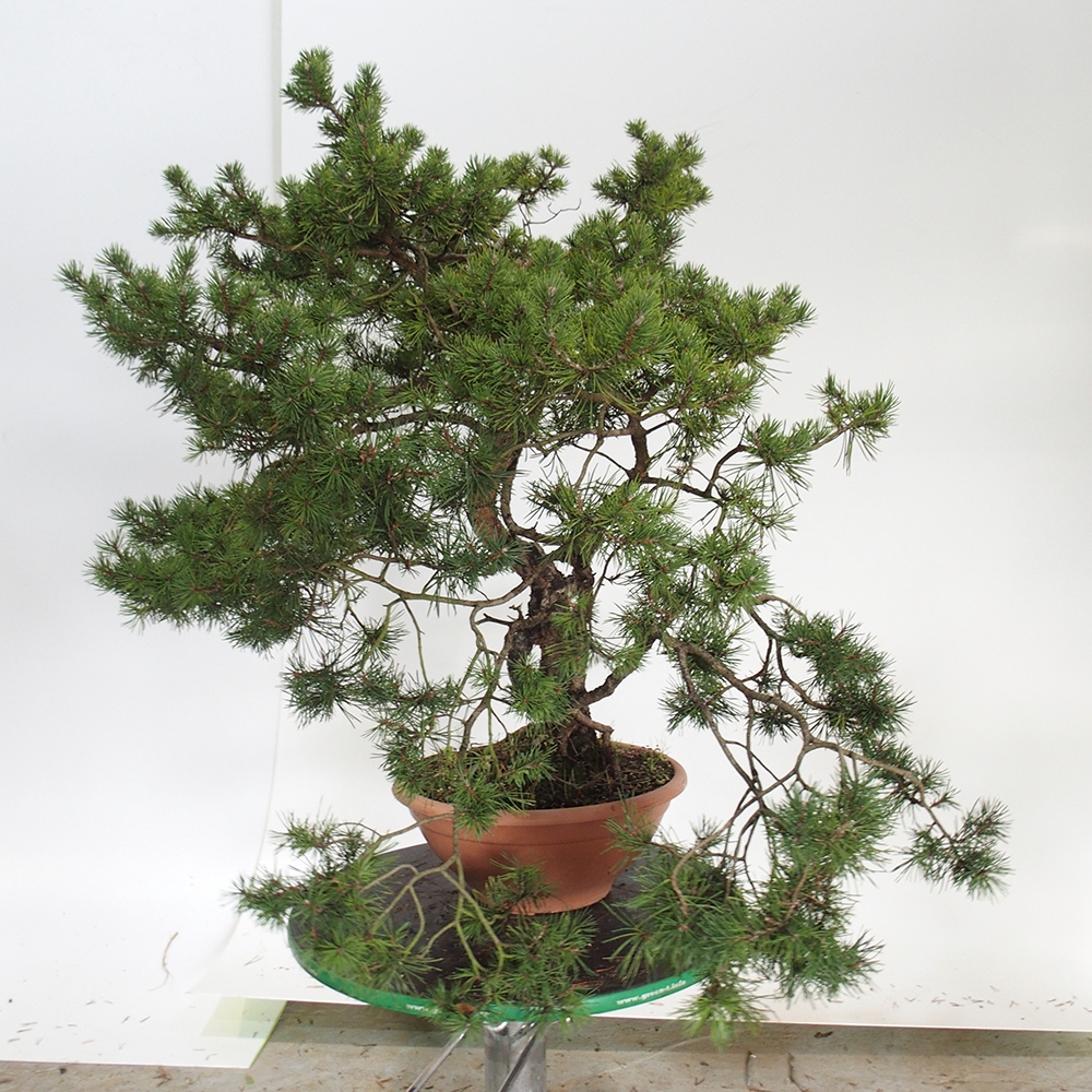 Yamadori - Pinus sylvestris Spanyolország