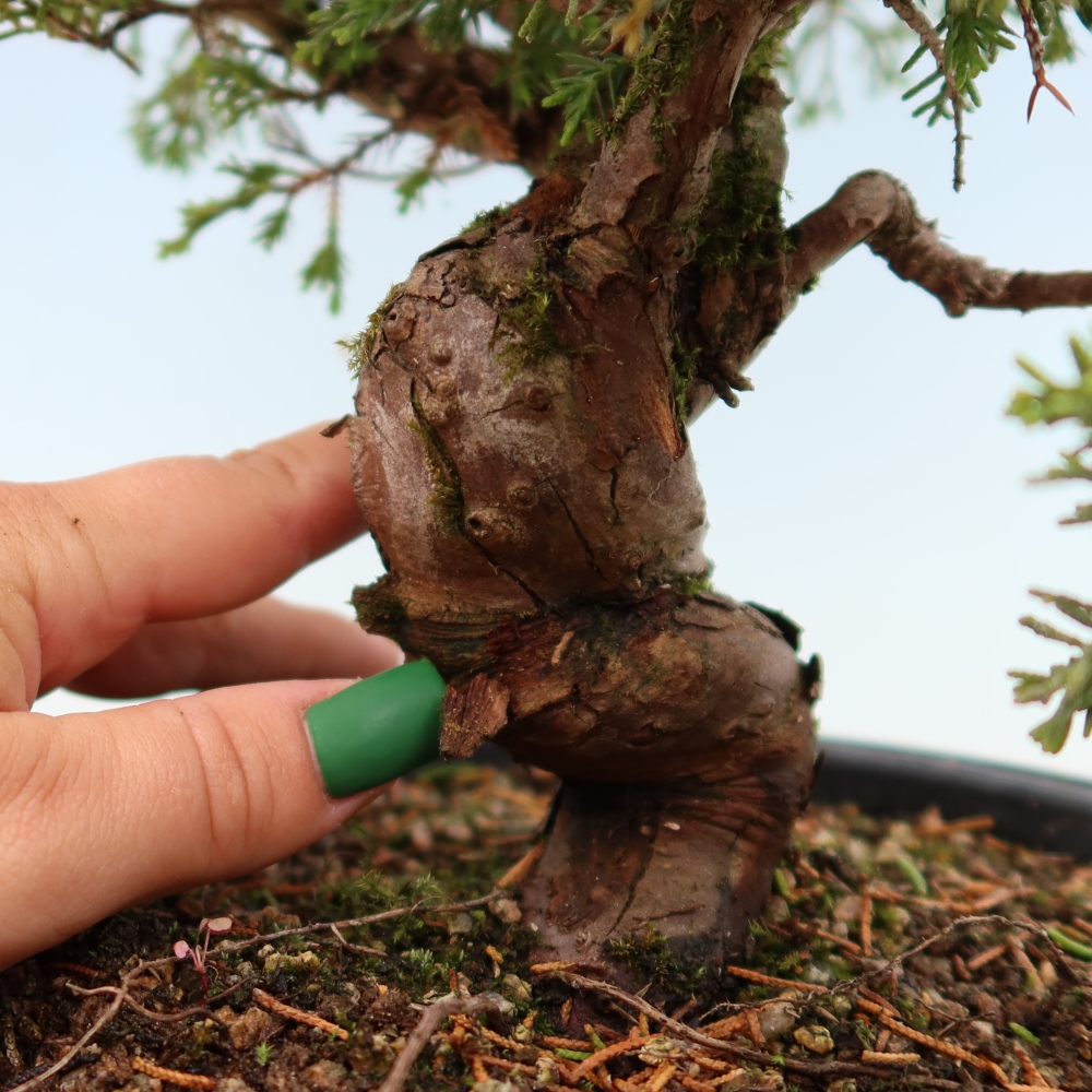 Kültéri bonsai - Juniperus chinensis Itoigawa-Juniperus chinensis