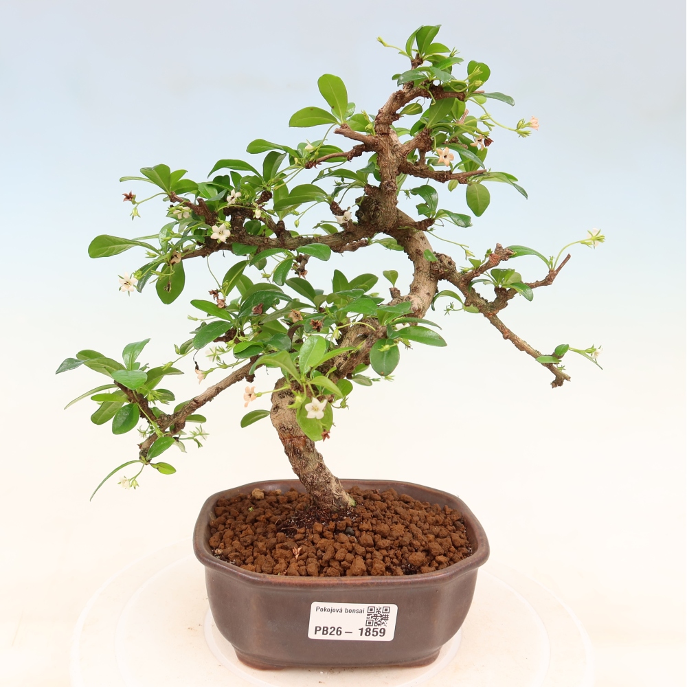 Szobai bonsai - Carmona macrophylla - Tea fuki