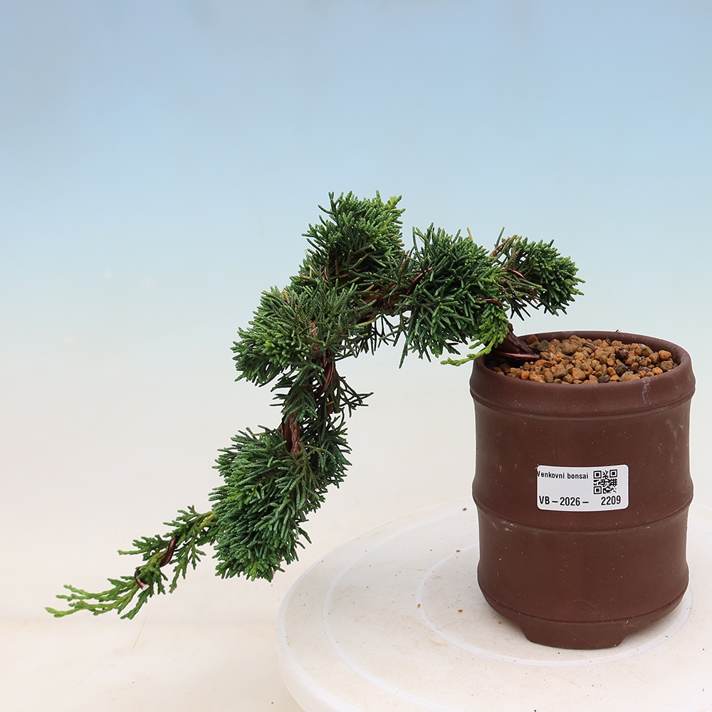 Kültéri bonsai - Juniperus chinensis Kishu
