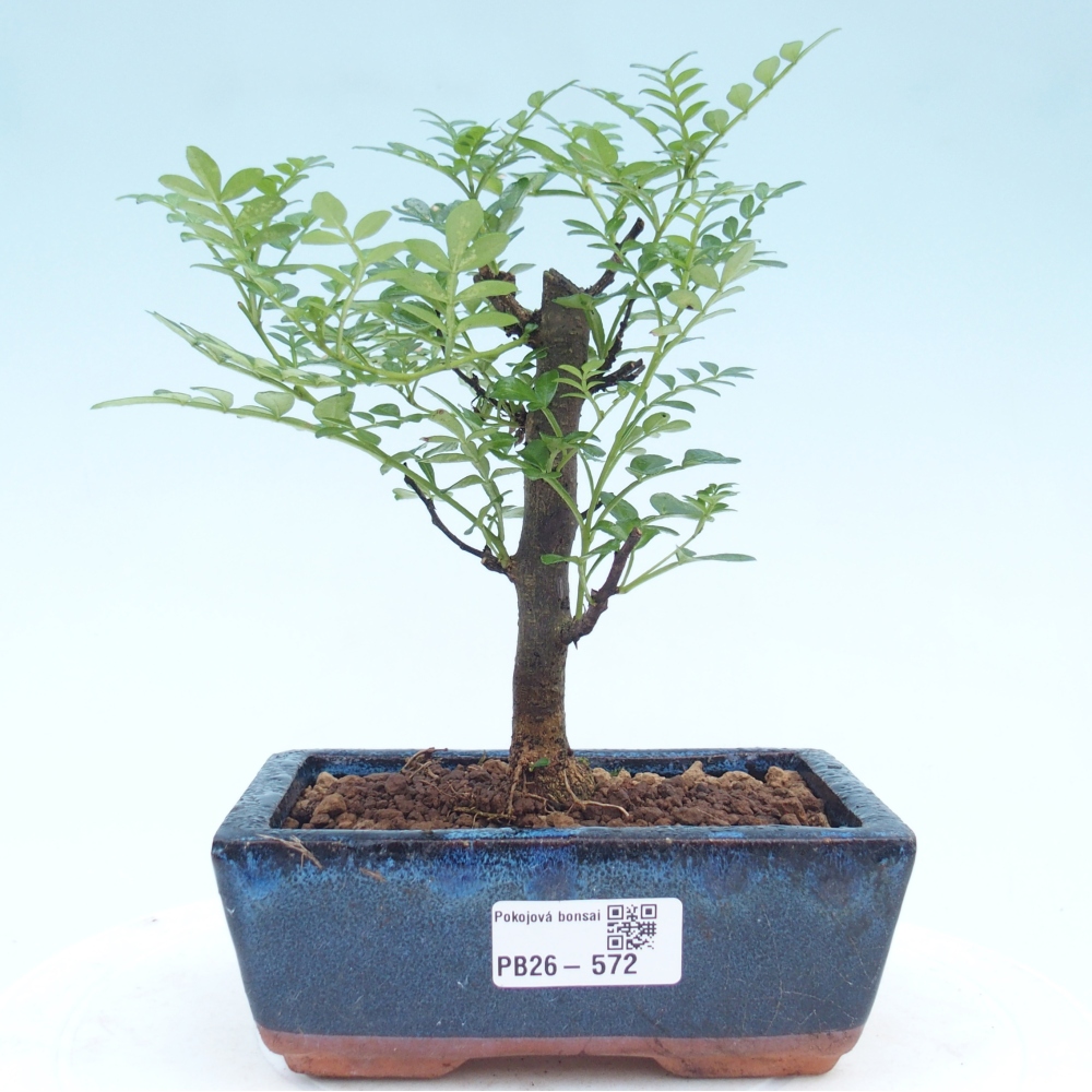 Szobai bonsai - Zantoxylum piperitum - borsfa