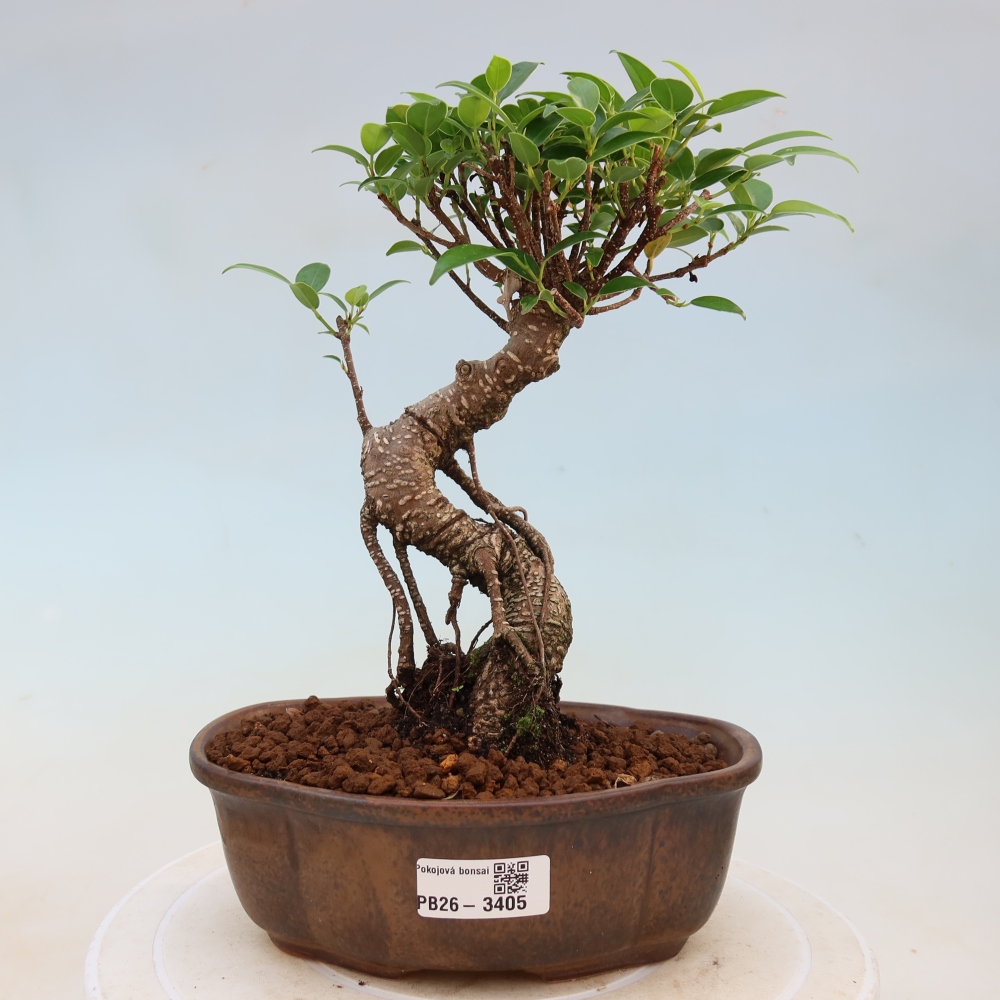 Szobai bonsai - Ficus kimmen - kislevelű fikusz