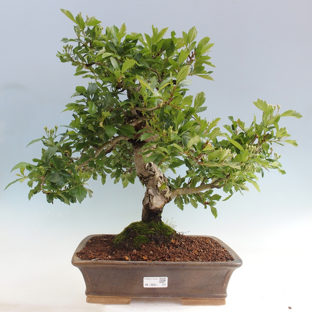 Kültéri bonsai - Galagonya - Crataegus cuneata