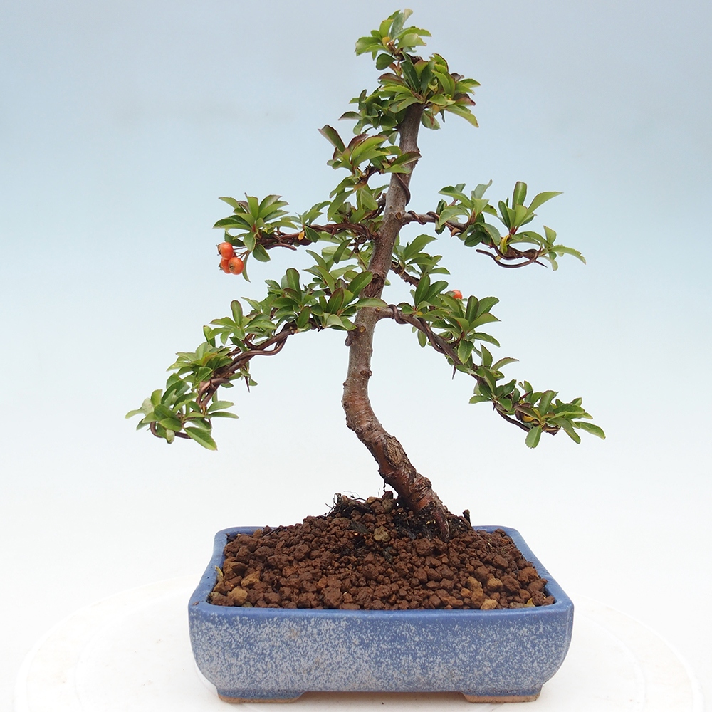 Kültéri bonsai-Pyracantha Teton - Hlox